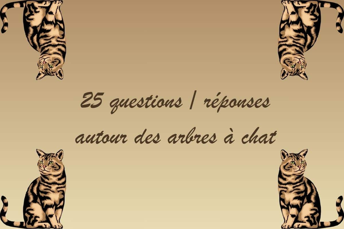 faq arbre chat