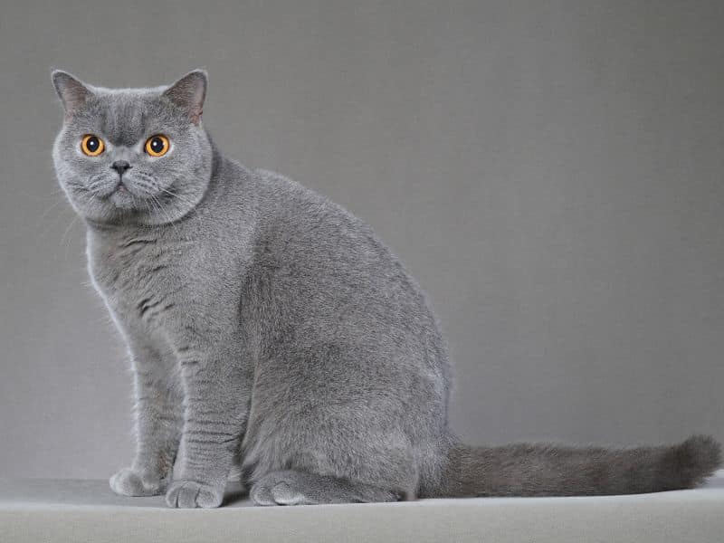 british shorthair race