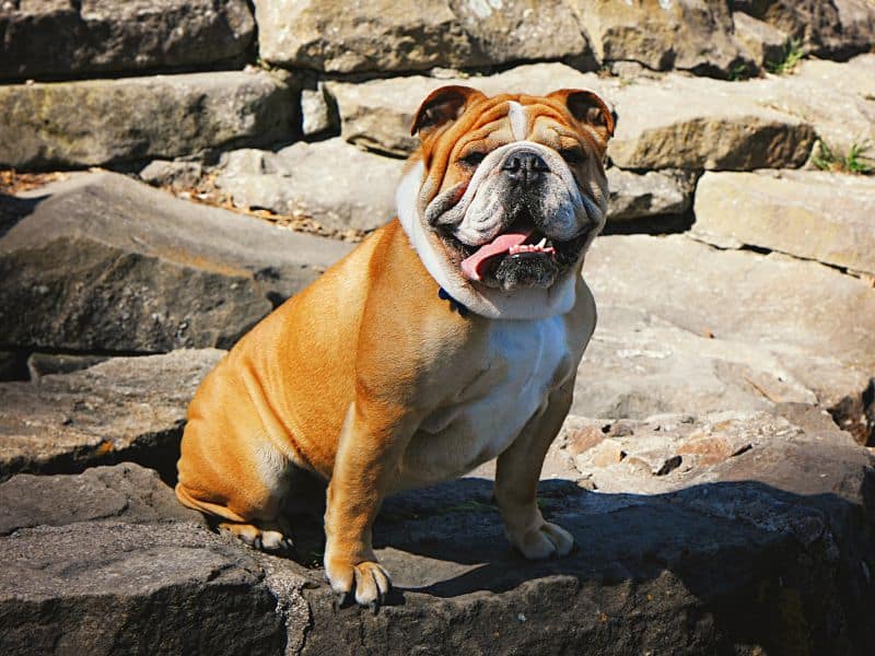 bulldog anglais plage