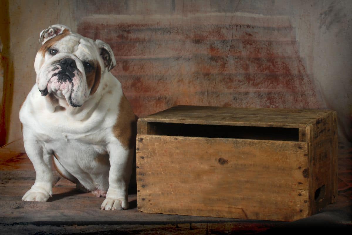 bulldog anglais race