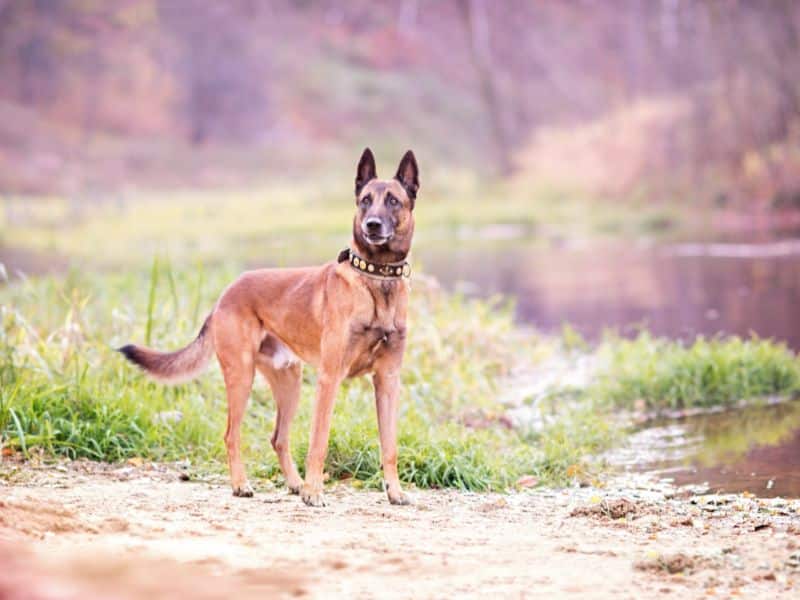 chien malinois adulte