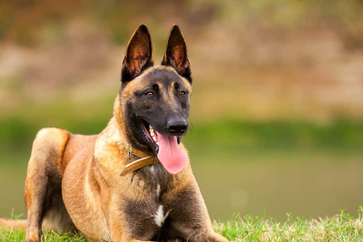 education chien malinois