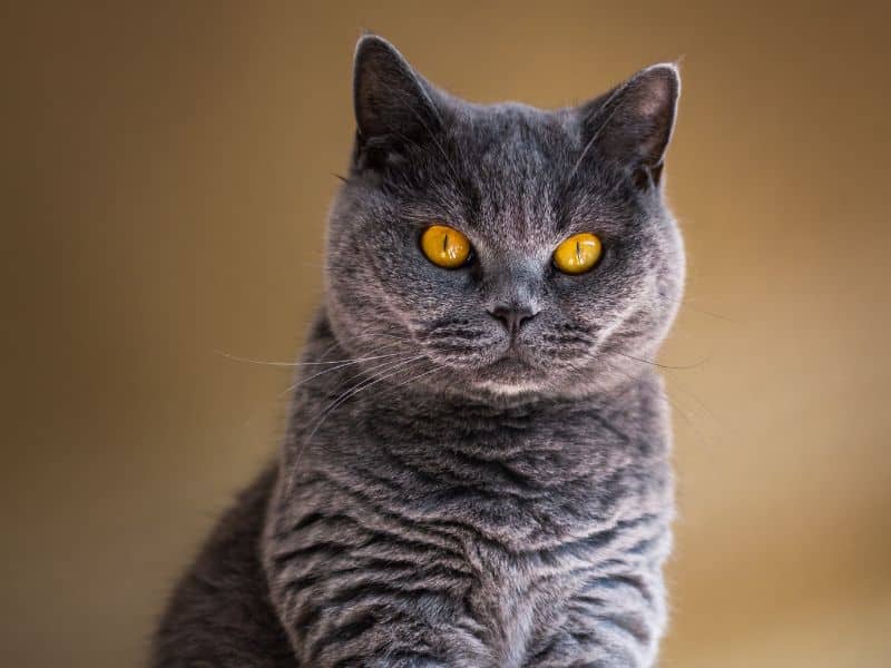 portrait british shorthair