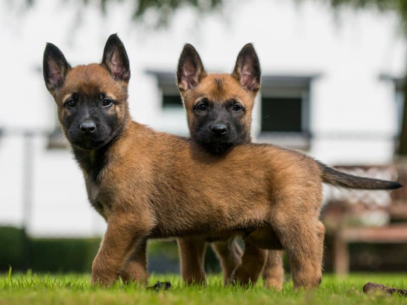 proprete chiot malinois