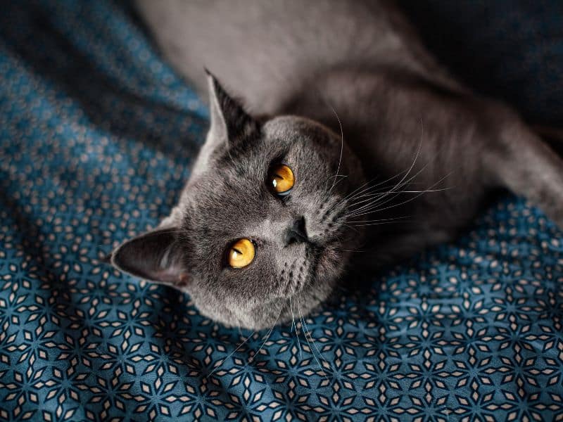 regard british shorthair