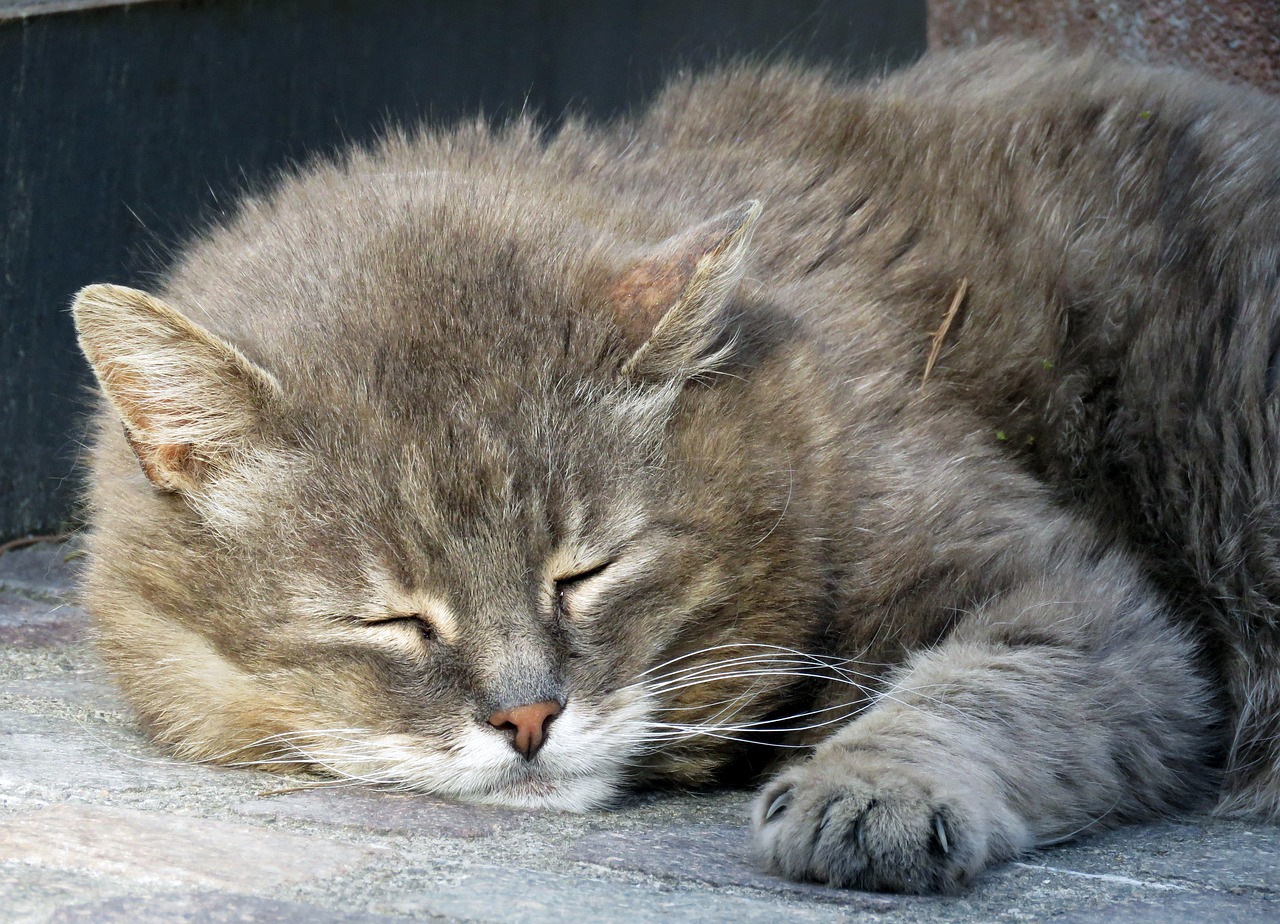 Comment relaxer son chat avec de l’ASMR ?