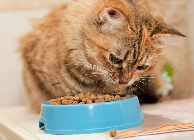 cat eats dry cat food