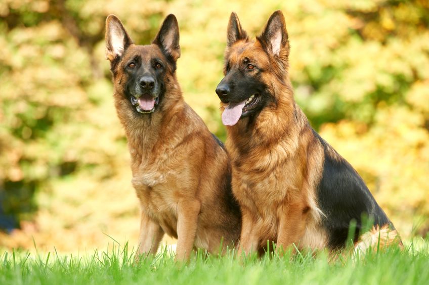 10724344 two german shepherd dog